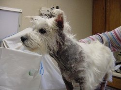 westie ear infection