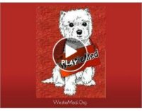 Westies We Helped in 2011