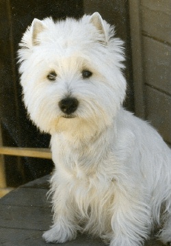 Cassi
