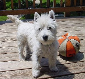 Arie - June 2002