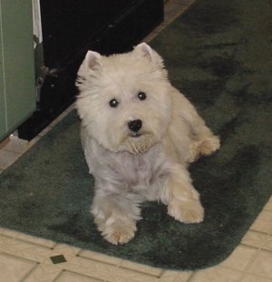 Arie - September 2002