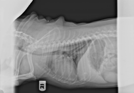 Kaylie - Radiograph#02 taken on 7-08-09, prior to treatment
