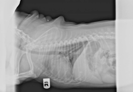 Kaylie - Radiograph#03 taken on 7-08-09, prior to treatment