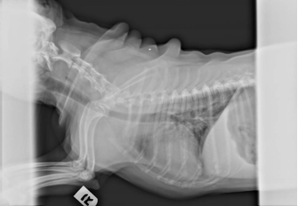 Kaylie - Radiograph #06 taken 11-11-08 following initial treatment