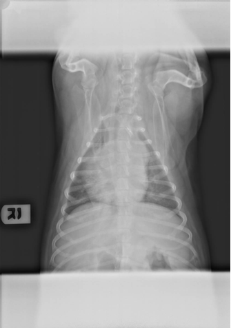 Kaylie - radiograph #07, taken on 2-17-09 after laser therapy
