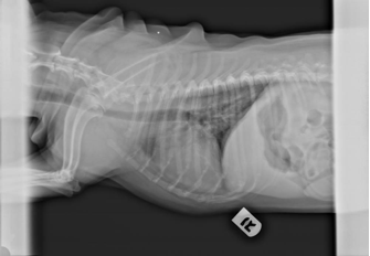 Kaylie - radiograph #08, taken on 2-17-09 after laser therapy